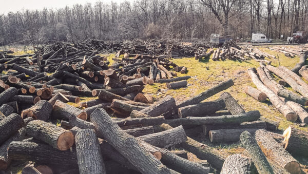 Centura Verde București-Ilfov. Unde s-a blocat proiectul pentru protejarea pădurilor din jurul Capitalei. Foto: www.centuraverde.ro