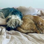 Sterilizări gratuite pentru câini şi pisici. Foto: Unsplash