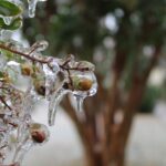 a tree with ice hanging from it's branches