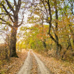 Noul Cod Silvic, adoptat şi trimis spre promulgare. Principalele schimbări pentru Capitală, de la tăierile ilegale din oraş la exploatarea comercială a pădurilor ilfovene. FOTO: www.centuraverde.ro