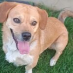 Sterilizări și microcipări gratuite. FOTO: ASPA