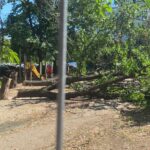 Bandiții cu drujba: Copaci doborâți în plină zi. Foto: FB/ Cristian Tarcea