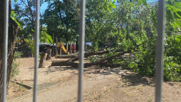 Bandiții cu drujba: Copaci doborâți în plină zi. Foto: FB/ Cristian Tarcea