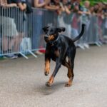 Crosul cățeilor, în ultimul weekend din octombrie, în Parcul Herăstrău. FOTO: Canicross Fun Run/Facebook