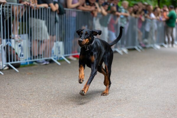 Crosul cățeilor, în ultimul weekend din octombrie, în Parcul Herăstrău. FOTO: Canicross Fun Run/Facebook