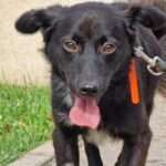 ASPA | Târg de adopții in Park Lake, pe 26 aprilie. FOTO: ASPA