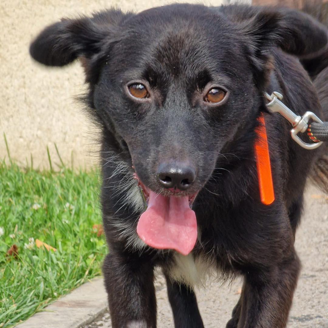 ASPA | Târg de adopții in Park Lake, pe 26 aprilie. FOTO: ASPA