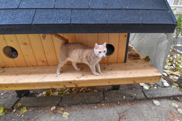 Săptămâna această vor fi amplasate ultimele căsuțe pentru pisici. FOTO: PS6