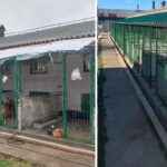 ASPA Bragadiru încheie anul cu încă un padoc renovat, pentru căței. Asociația face bilanțul anului 2024. FOTO: ASPA