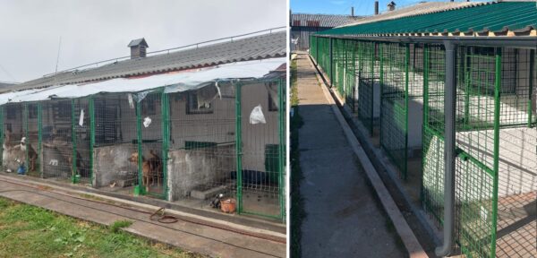 ASPA Bragadiru încheie anul cu încă un padoc renovat, pentru căței. Asociația face bilanțul anului 2024. FOTO: ASPA