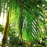 Colţul exotic din Bucureşti unde poţi să te plimbi la tricou. Paradisul verde din Sectorul 6. FOTO: PS6