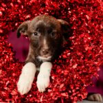 ASPA | Un nou târg de adopții, pe 22 februarie. ASPA a lansat și calendarul 2025, împreună cu naționala de rugby. FOTO: ASPA