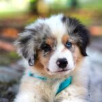 white and brown long coated dog