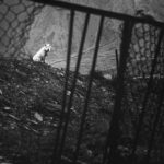 grayscale photo of a dog on a cage