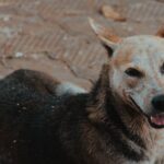 Târg de adopții în Parcul Herăstrău. O nouă campanie de sterilizări gratuite. Foto: Unsplash
