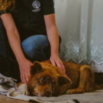 Animalele străzii din Ilfov, îngrijite gratuit