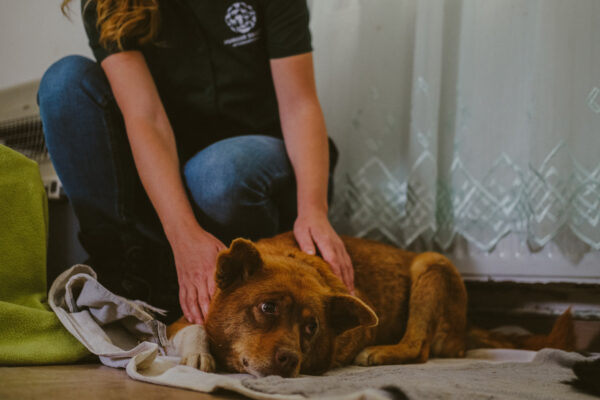 Animalele străzii din Ilfov, îngrijite gratuit