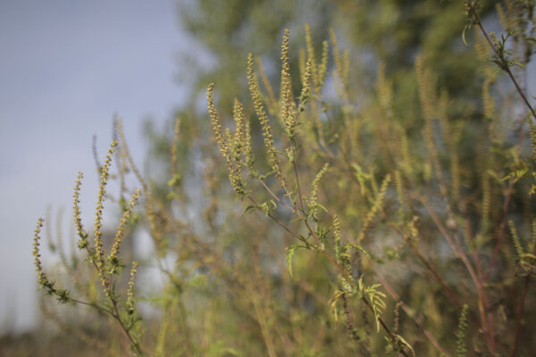 Problema infestării cu ambrozie, în sectoarele din Capitală