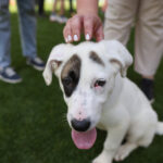 Târg de adopții de Ziua Internațională a Animalelor fără Stăpân