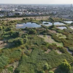 Seacă Delta Văcărești? Din cauza secetei, a scăzut nivelul apei. Foto: Hotnews