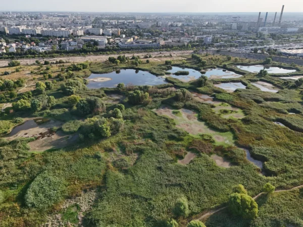 Seacă Delta Văcărești? Din cauza secetei, a scăzut nivelul apei. Foto: Hotnews