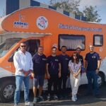 Sterilizări gratuite pentru câinii și pisicile de rasă comună. FOTO: Arhiva