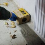 Tratamente împotriva rozătoarelor