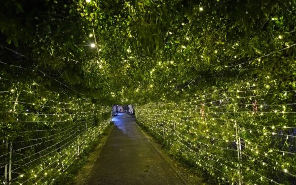 Parcul Kiseleff a devenit o locație instagramabilă. A fost instalată o instalație de vâsc, unică în peisajul bucureșteni. FOTO: PS1