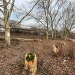  Ultimii platani din zona retrocedată a parcului IOR, în pericol. Foto: Aici a fost o pădure/ aici ar putea fi o pădure