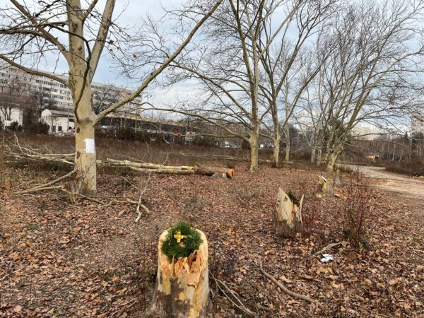  Ultimii platani din zona retrocedată a parcului IOR, în pericol. Foto: Aici a fost o pădure/ aici ar putea fi o pădure