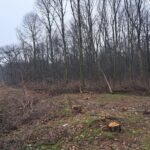 Defrișări „secrete” în Pădurea Băneasa, fără aviz
