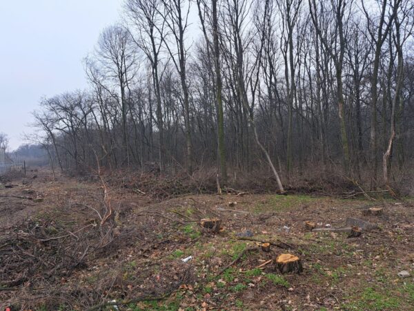 Defrișări „secrete” în Pădurea Băneasa, fără aviz