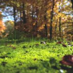 selective focus photography of withered leaves on grass