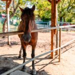 49 de cai salvați de pe străzi pot fi vizitați. „Au lăsat în urmă povești triste”. Foto Facebook Nicușor Dan