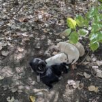 44 de câini capturați în București în doar o săptămână. Foto ASPA