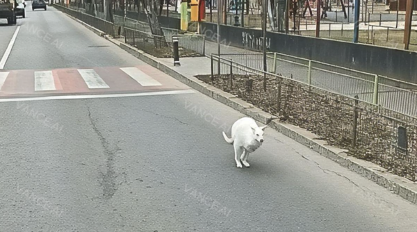 cangurul alb de pe străzile din Rahova