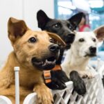 Târg de adopții dedicat câinilor și pisicilor, sâmbătă | FOTO: Arhivă