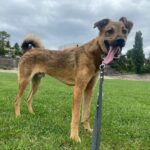 Proiect: acces permis animalelor în instituţii publice