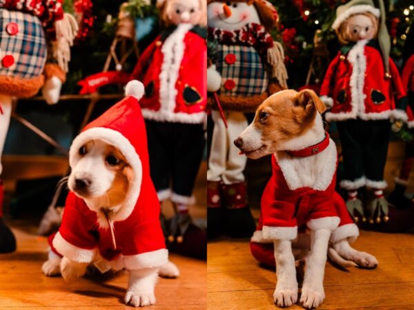 Moş Crăciun pentru căţeii din adăposturi. Foto: FB/ ASPA Bucureşti