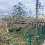 copac tăiat în IOR