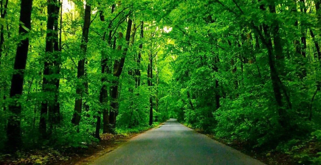 drumul prin pădurea Băneasa. FOTO: greenfieldresidence.ro