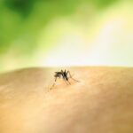 Infectare cu West Nile