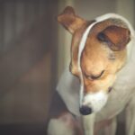 white and brown short coated dog