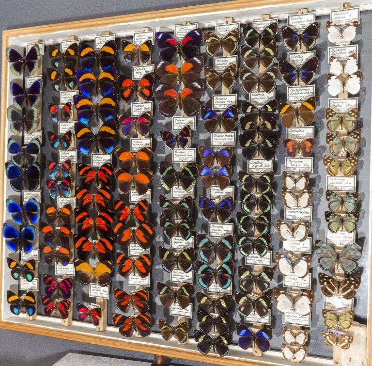 Expoziție de fluturi exotici, la Muzeul Antipa