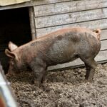 brown pig on brown soil