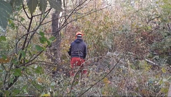 Zeci de copaci tăiați în zona retrocedată din IOR