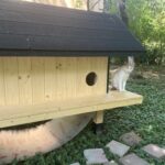 Căsuță pentru pisici, un proiect interesant din Sectorul 6. FOTO: Ana-Anghel Dimache