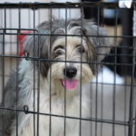 10.000 de sterilizări în Ilfov, făcute de autorităţi, în ultimii trei ani. Foto: FB/ Protecția Animalelor CJ Ilfov