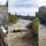 Momentul în care Parcul IOR a fost incendiat cu Poliția și pompierii de față. Capturi video Mihai Goțiu