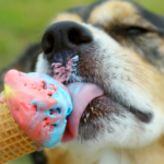 Înghețata pentru câini. Foto cutzucutzu.com/